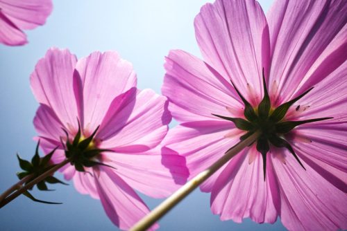 Cosmos backlight