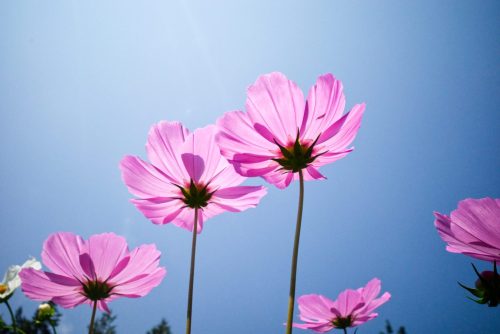 Cosmos