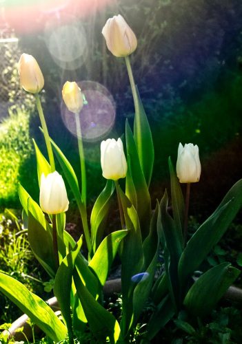 Tulips