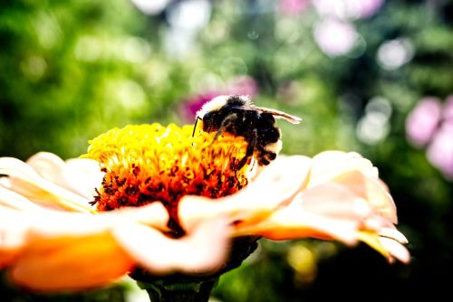 Pollen Bee