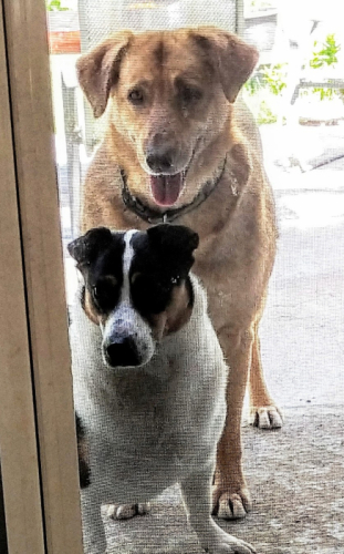 Siblings
