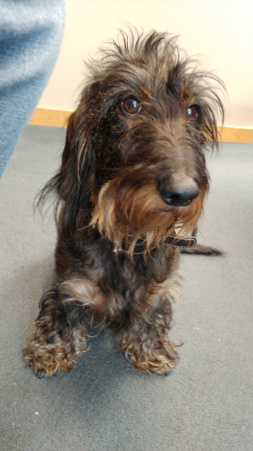 Terrier