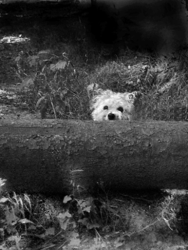 Peering in BW