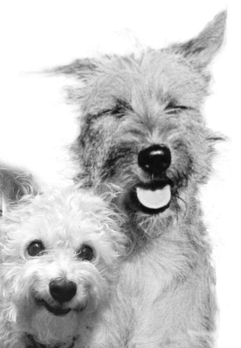 Smiles
