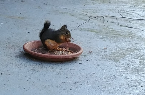 Champa the Chipmunk