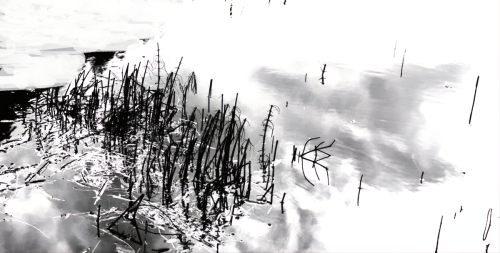 Reeds Reflections