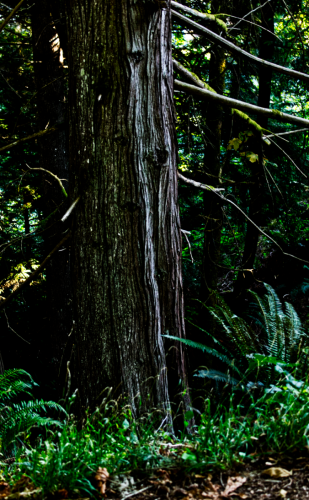 Cedar