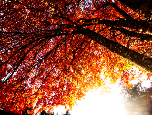 Orange Tree