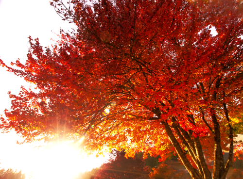 Orange Tree 2