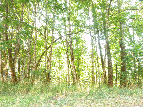 Forest Scene light