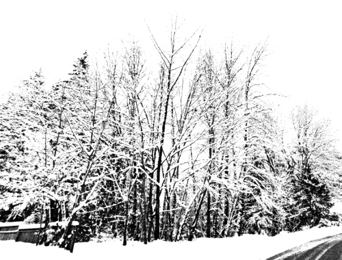 Winter forest