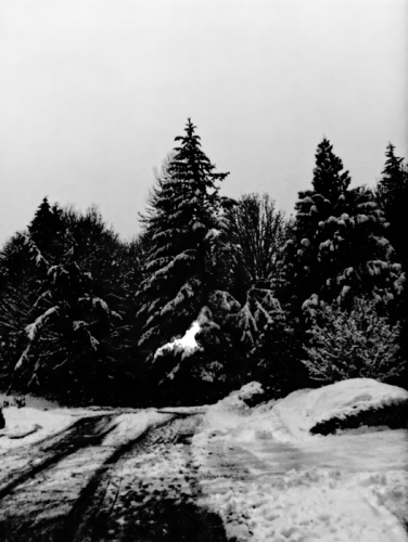 Street Lamp in BW