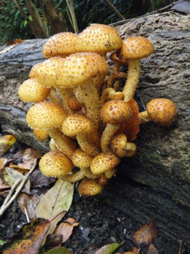 Shroom Cluster