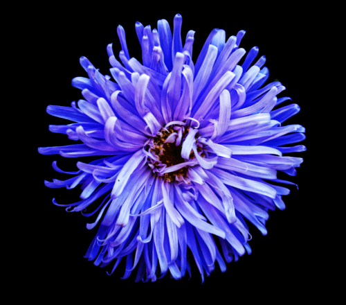 Aster
