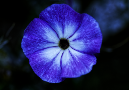 Blueflower