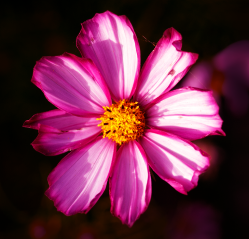 Cosmos