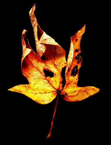 Dead Leaf