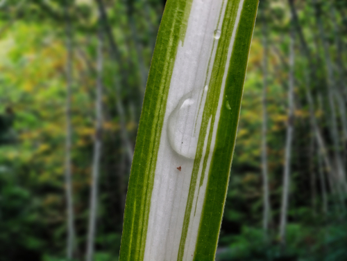 Dew Drop at Dawn