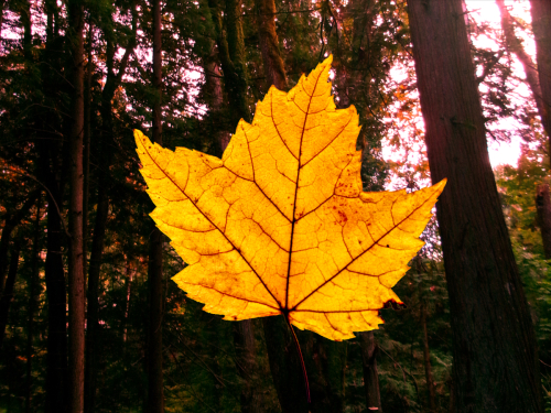 Autumn Leaf with Forest Background