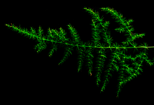 Fern Color