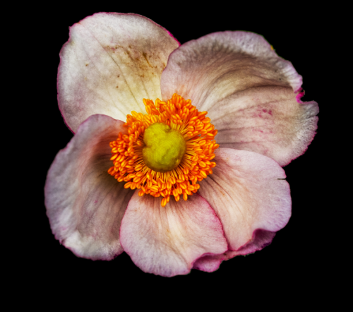 Japanese Anemone