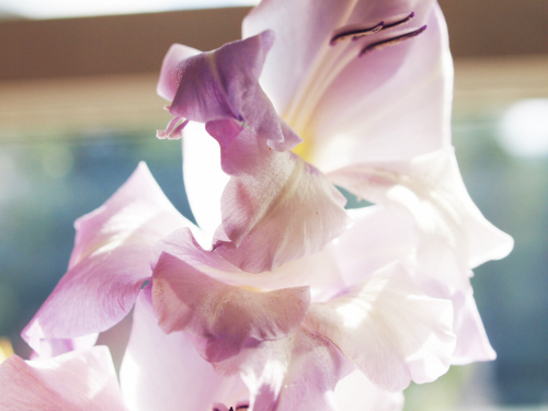 Gladiolus petals