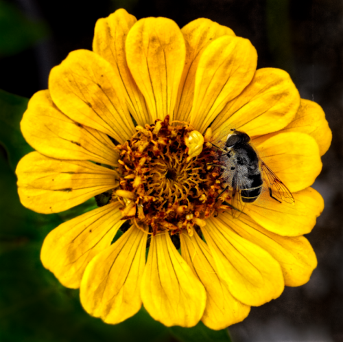 Honeybee at work 2