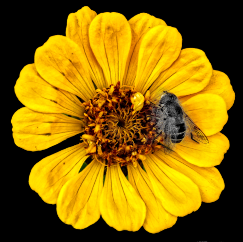 Honeybee at work