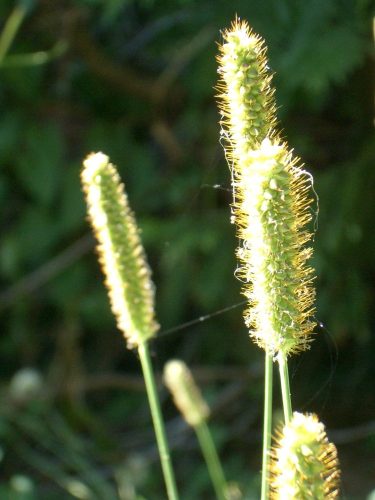 Grass