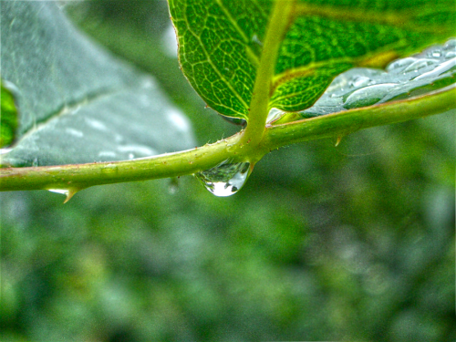Raindrop