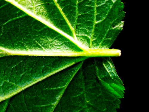 Leaf Base Color