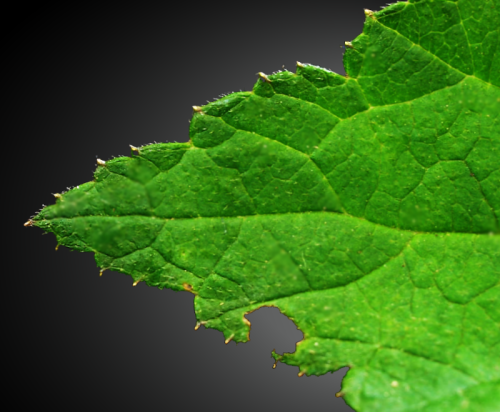 Leaf Tip 2