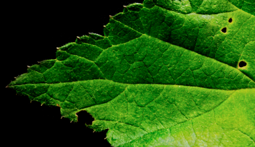 Leaf Tip