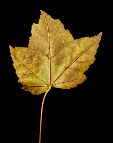 Autumn Leaf