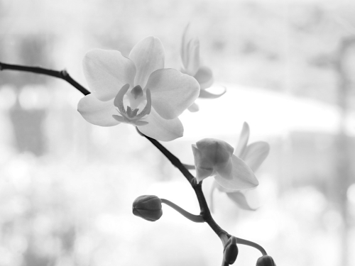 My Orchid BW