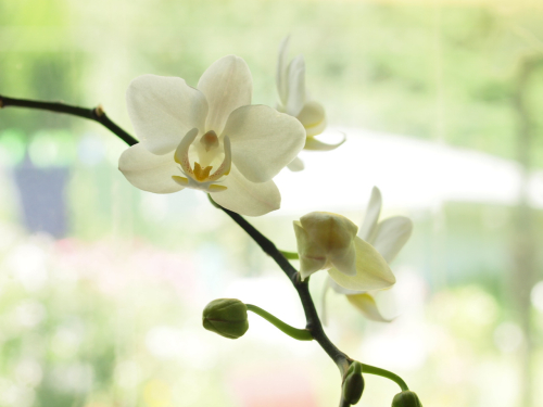 My Orchid Color