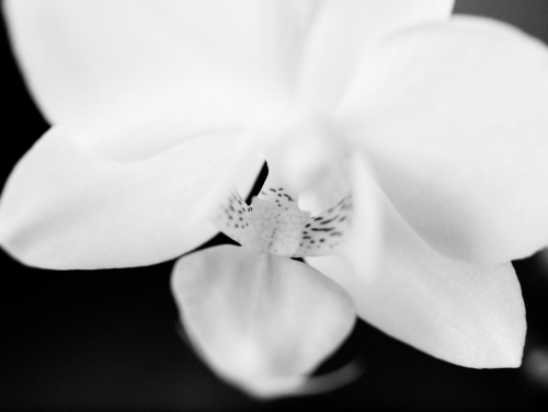 Orchid in BW