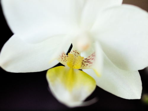 Orchid Color