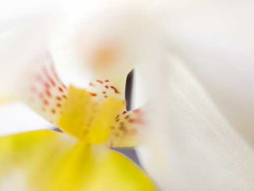 Orchid Inside