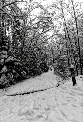 Up the Snowy Trail