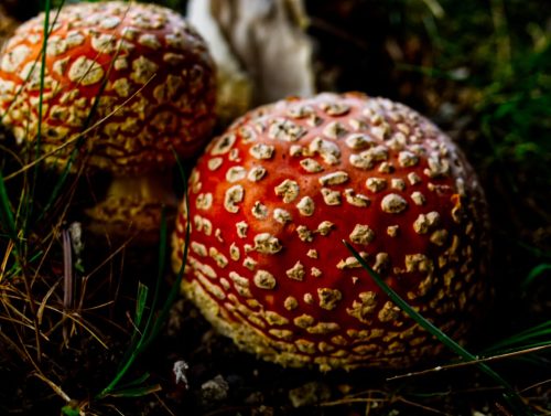 Poisonous Shroom 