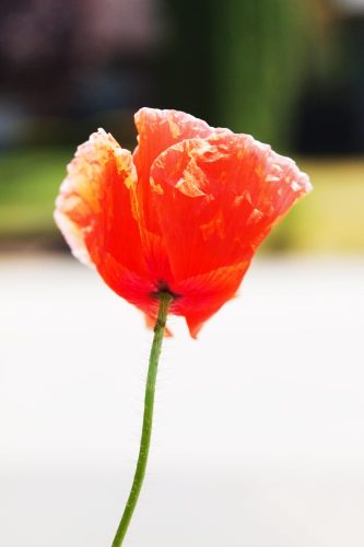 Poppy