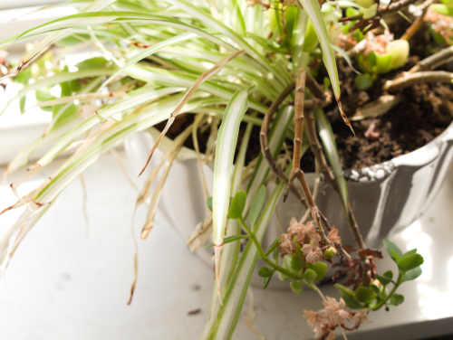 Plant bowl