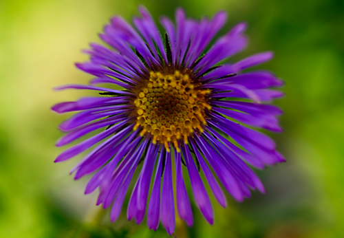 Purple Daisy
