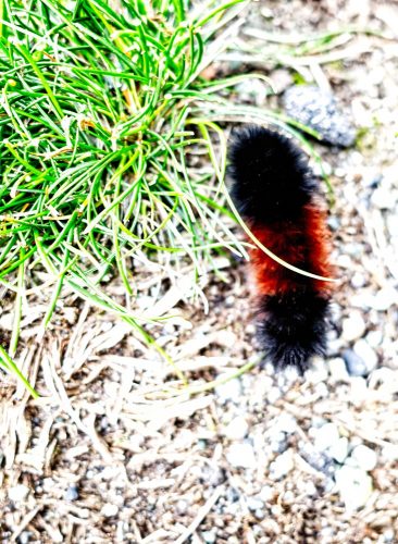 Moth Caterpillar