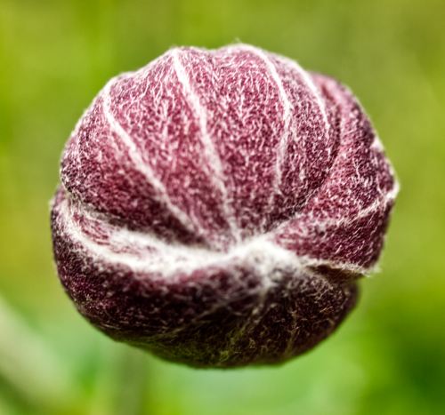 Seed Pod