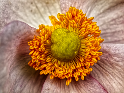 Hellebore closeup