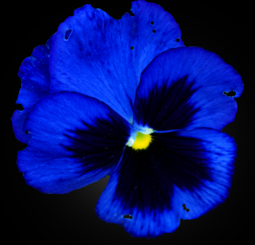 Pansy