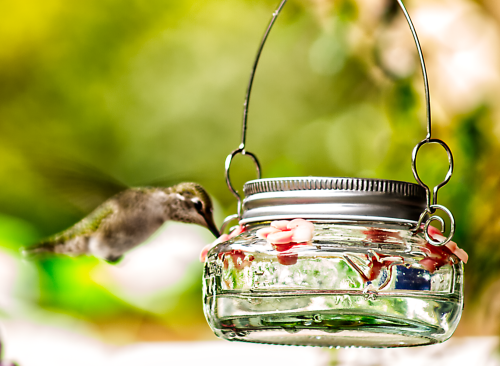 Hummingbird Drinking