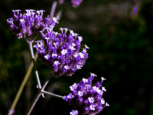 Verbena